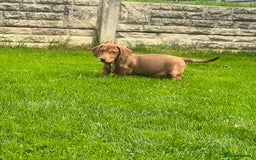 Miniature Dachshund dogs for sale: Miniature Dachshund Boys and Girls - Image 10