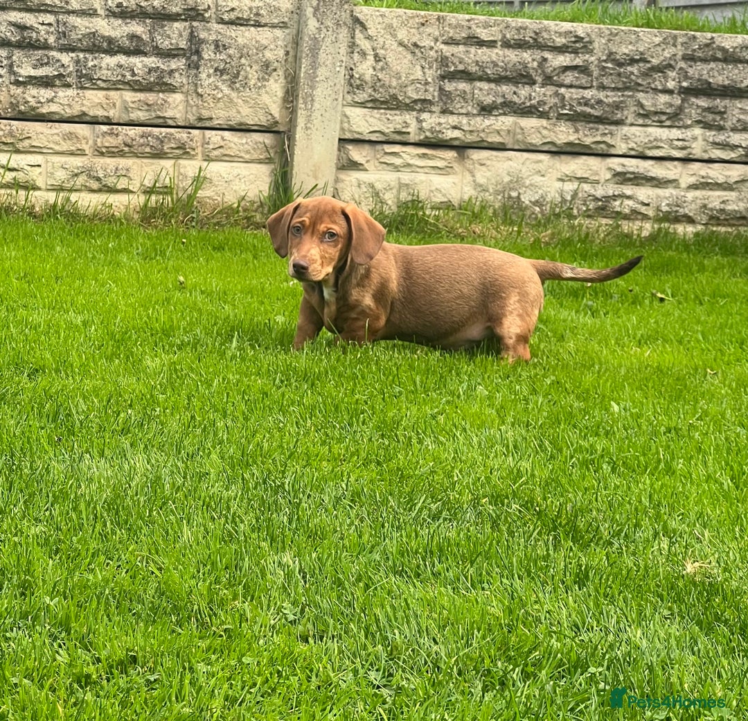 Miniature Dachshund dogs for sale: Miniature Dachshund Boys and Girls - Image 10