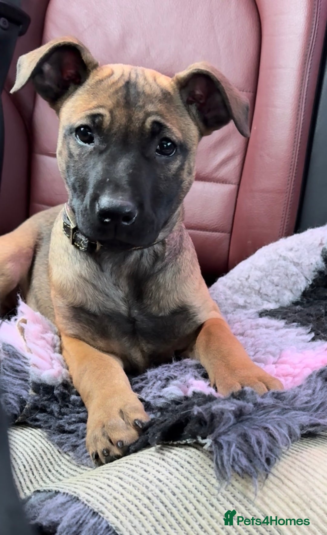 Mixed Breed dogs for sale: Beautiful Puppies– Ideal Family Companions 🐾 - Advert 2
