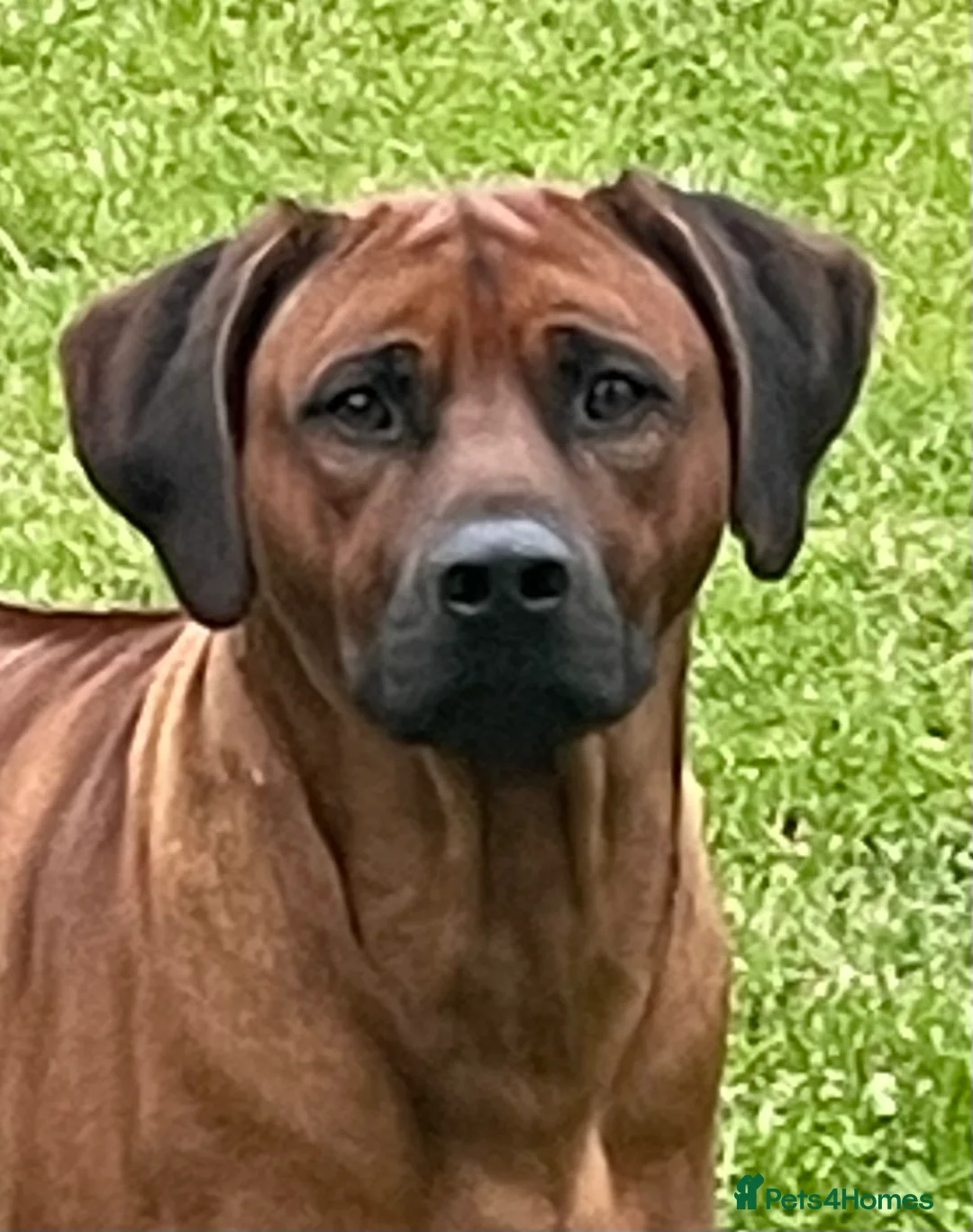 Rhodesian Ridgeback dogs for stud: Rhodesian Ridgeback Stud…. in Doncaster - Advert 3