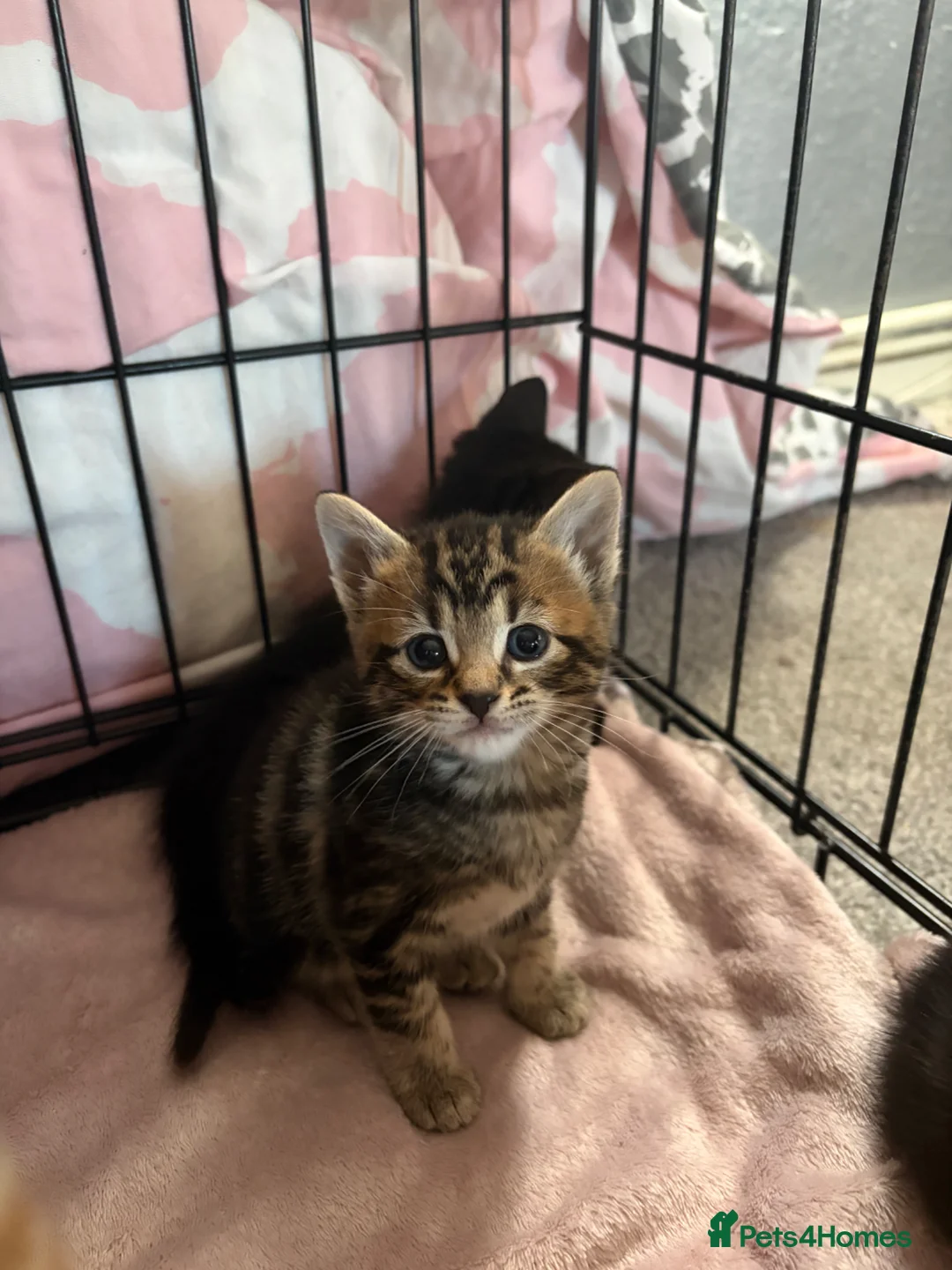 British Shorthair cats for sale: Little tabby  in Salisbury - Advert 1