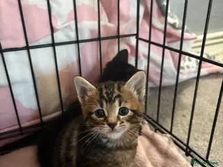 British Shorthair cats Little tabby - Advert 2