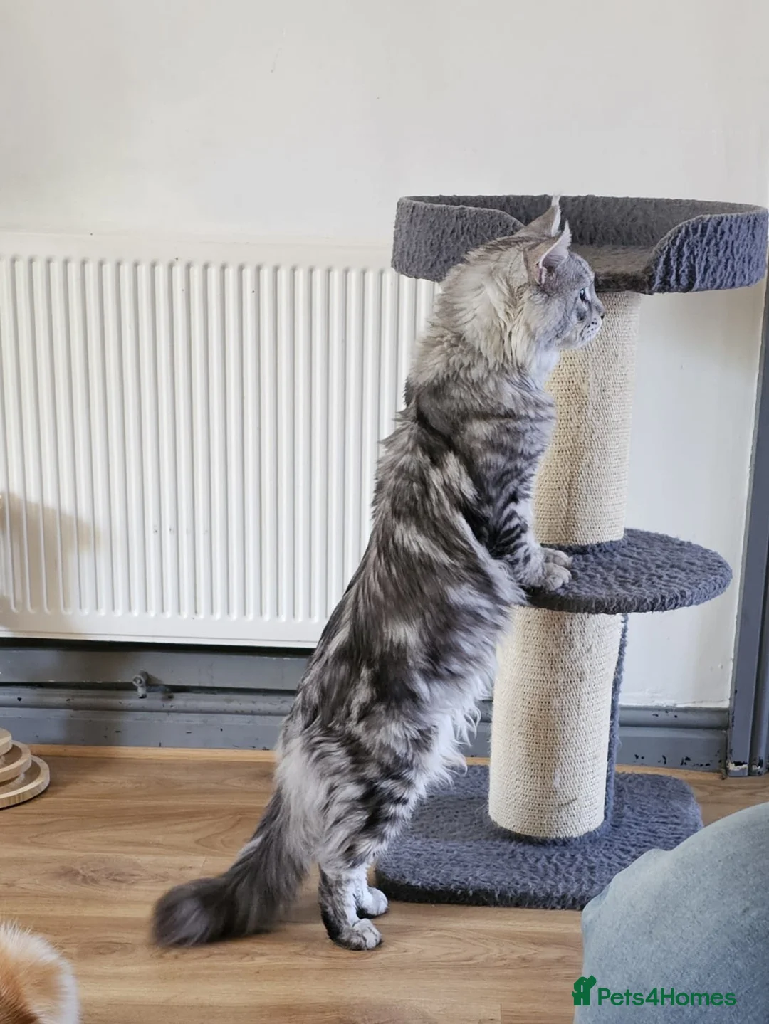 Maine Coon cats for stud: STUNNING SILVER MAINECOON FOR STUD - Advert 2