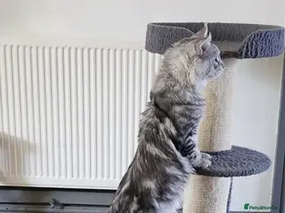 Maine Coon cats PROVEN MAINECOON STUD 15.3KG - Advert 7