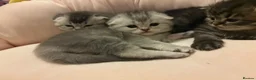 Scottish Fold cats for sale: Absolutely unreal Scottish fold x BSH litter!  - Advert 20