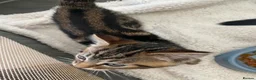 Mixed Breed cats for sale: Long and short haired tabby kittens  in Camborne - Advert 7