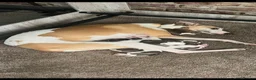 Whippet dogs for sale: KC Registered Whippet Pups in Rotherham - Advert 2