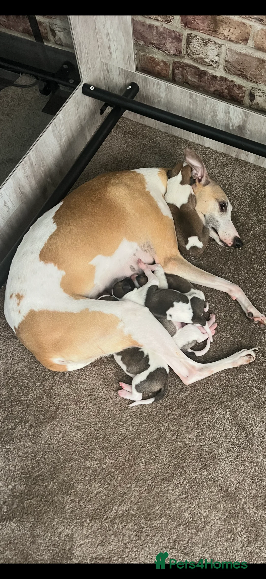 Whippet dogs for sale: KC Registered Whippet Pups in Rotherham - Advert 2