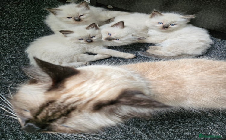 Ragdoll cats - Advert 6