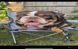 English Bulldog dogs for sale: Beautiful 2 year old male English bulldog  - Image 3
