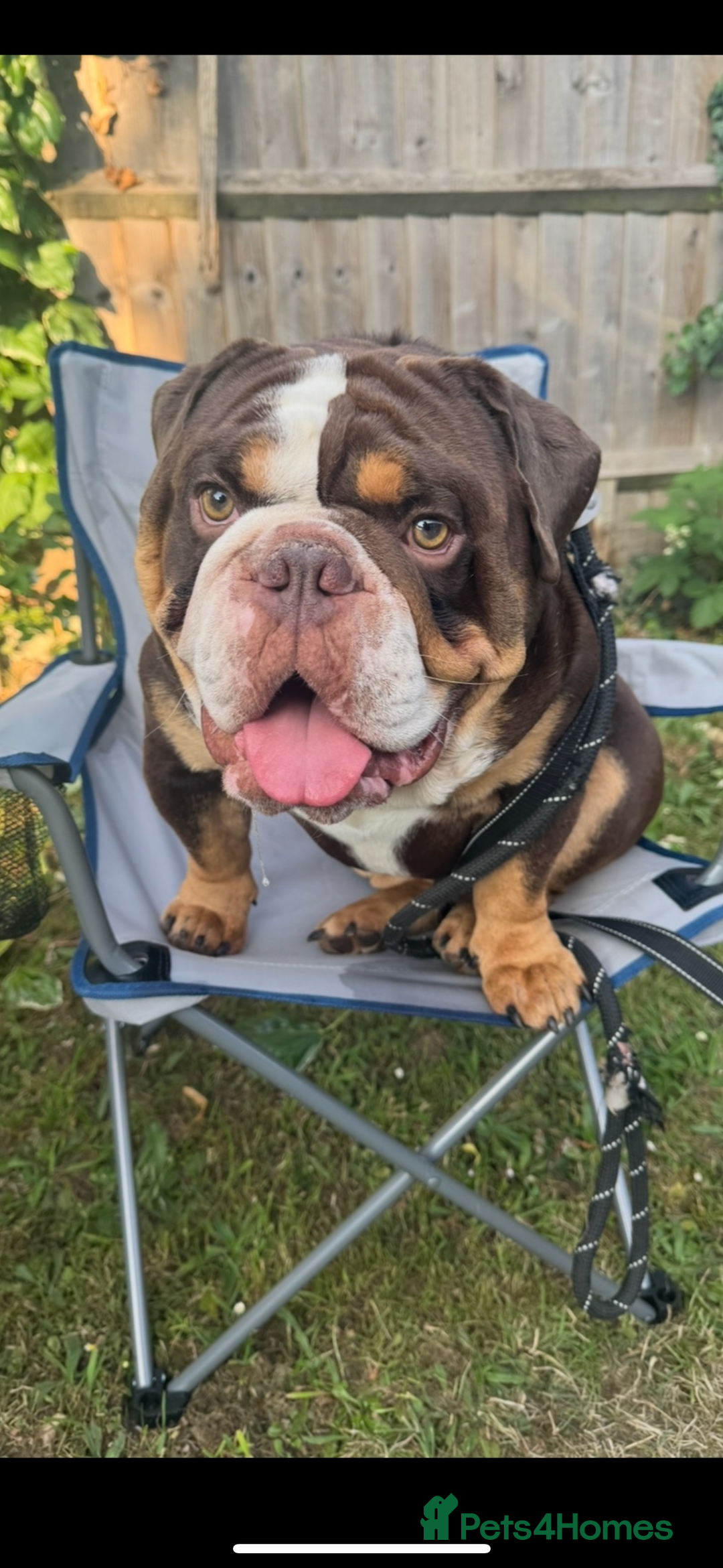 English Bulldog dogs for sale: Beautiful 2 year old male English bulldog  - Image 3