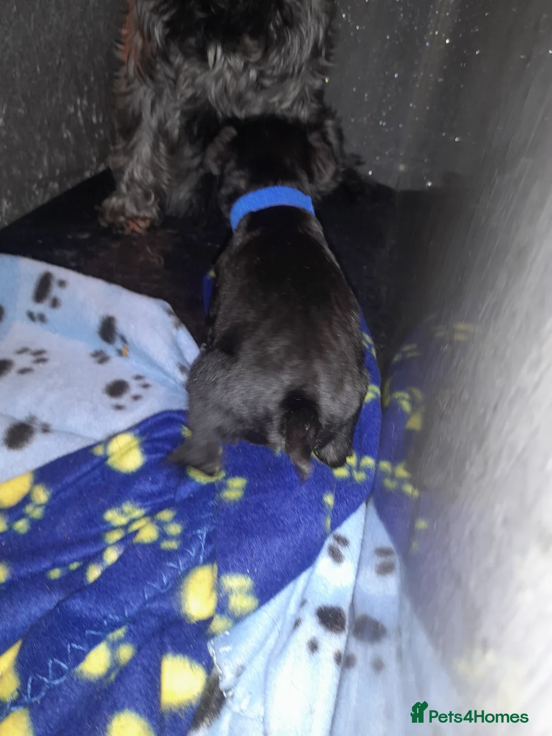 Mixed Breed dogs for sale: Snorkie pups - Advert 5