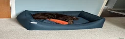 Cocker Spaniel dogs for sale: Six-month-old liver Cocker Spaniel  - Advert 4