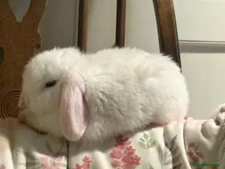 Mini Lop rabbits Vaccinated/raised indoors, mini lops and lion lop - Advert 10
