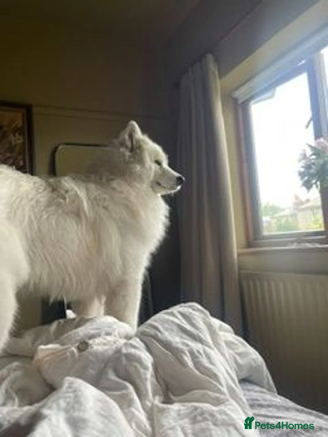 Samoyed dogs for sale: 12 month old Samoyed (male) needs urgent rehoming - Advert 7