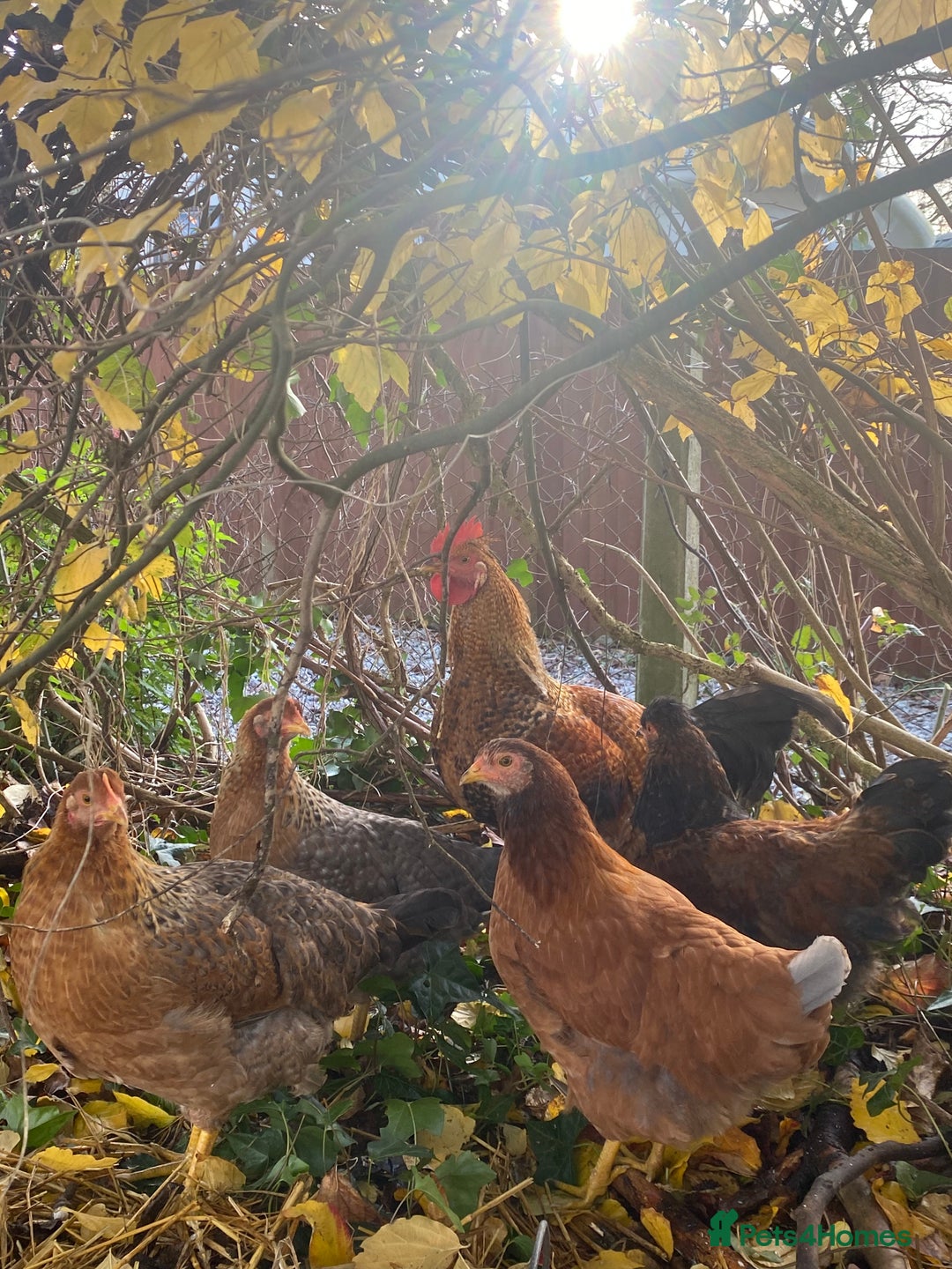 Chickens poultry for sale: Small chickens x5 - Advert 1