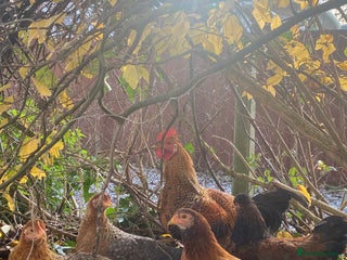 Chickens poultry Small chickens x5 - Advert 2