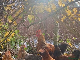 Chickens poultry Small chickens x5 - Advert 7