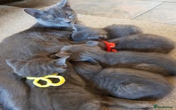 Mixed Breed cats for sale: Grey kittens  - Image 21