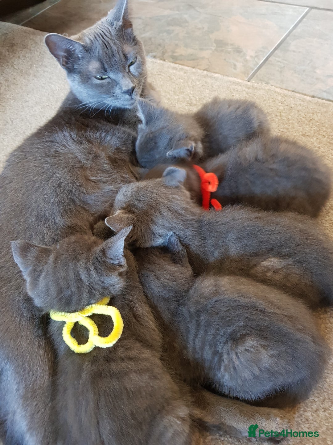 Mixed Breed cats for sale: Grey kittens  - Image 21
