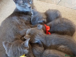 Mixed Breed cats - Advert 25