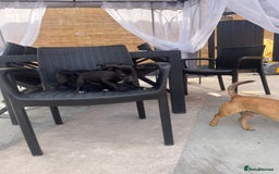 Jack Russell dogs for sale: Jack russsell puppy’s for sale small type - Image 9