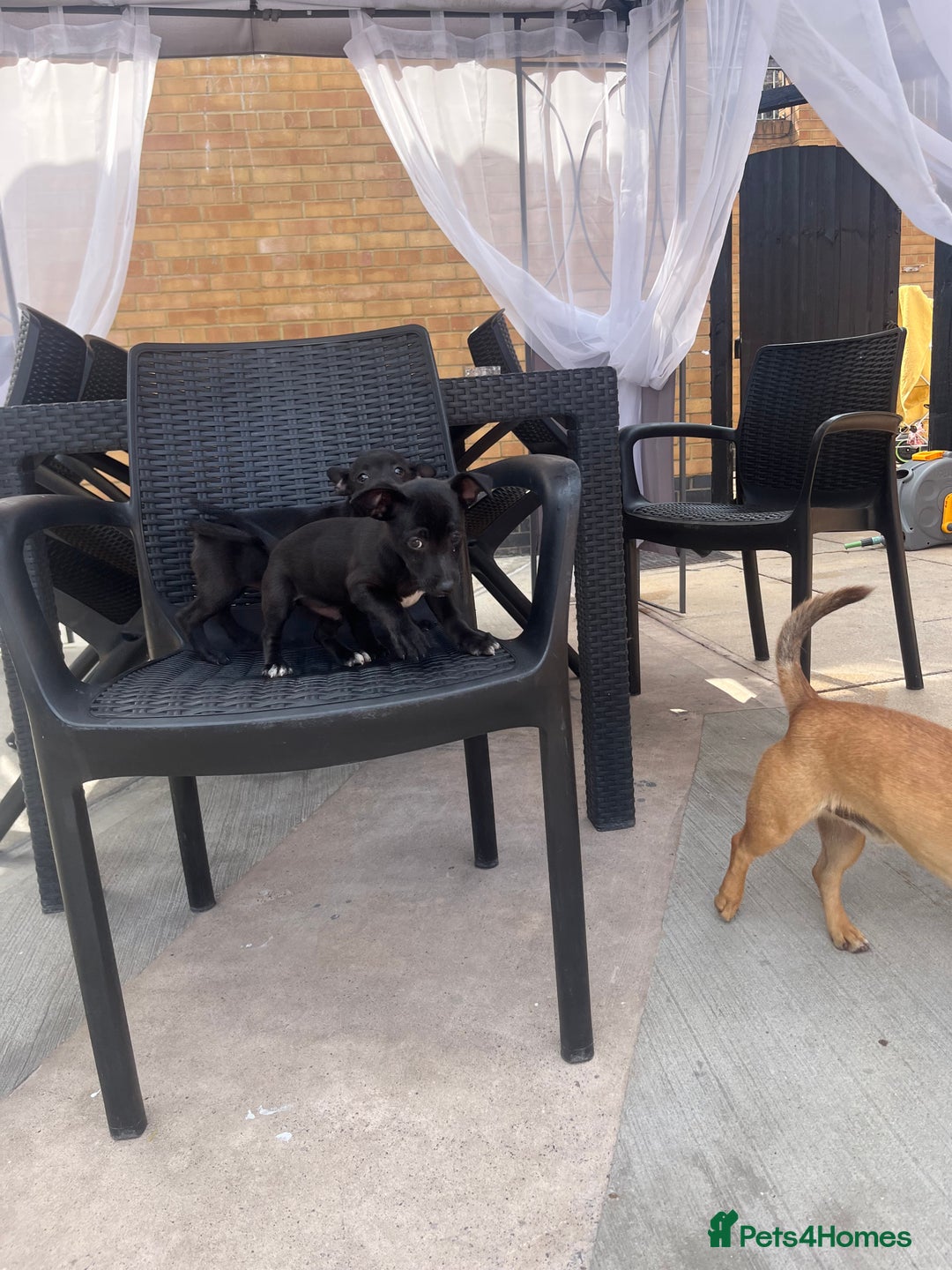Jack Russell dogs for sale: Jack russsell puppy’s for sale small type - Image 9