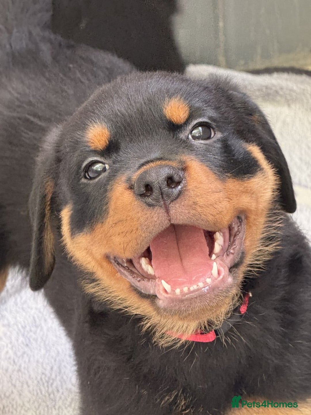 Rottweiler dogs for sale: 🐾🖤 Adorable Rottweiler Puppies for Sale! 🐶💕 - Image 4