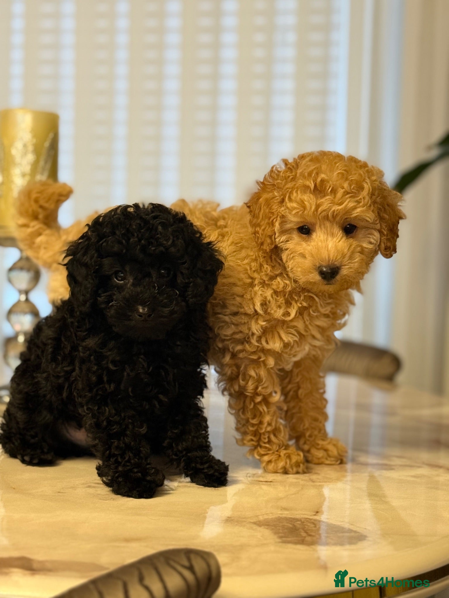Toy Poodle dogs Tiny Unique pure midnight Toy Poodle,fully trained - Advert 10