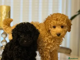 Toy Poodle dogs Tiny Unique pure midnight Toy Poodle,fully trained - Advert 10