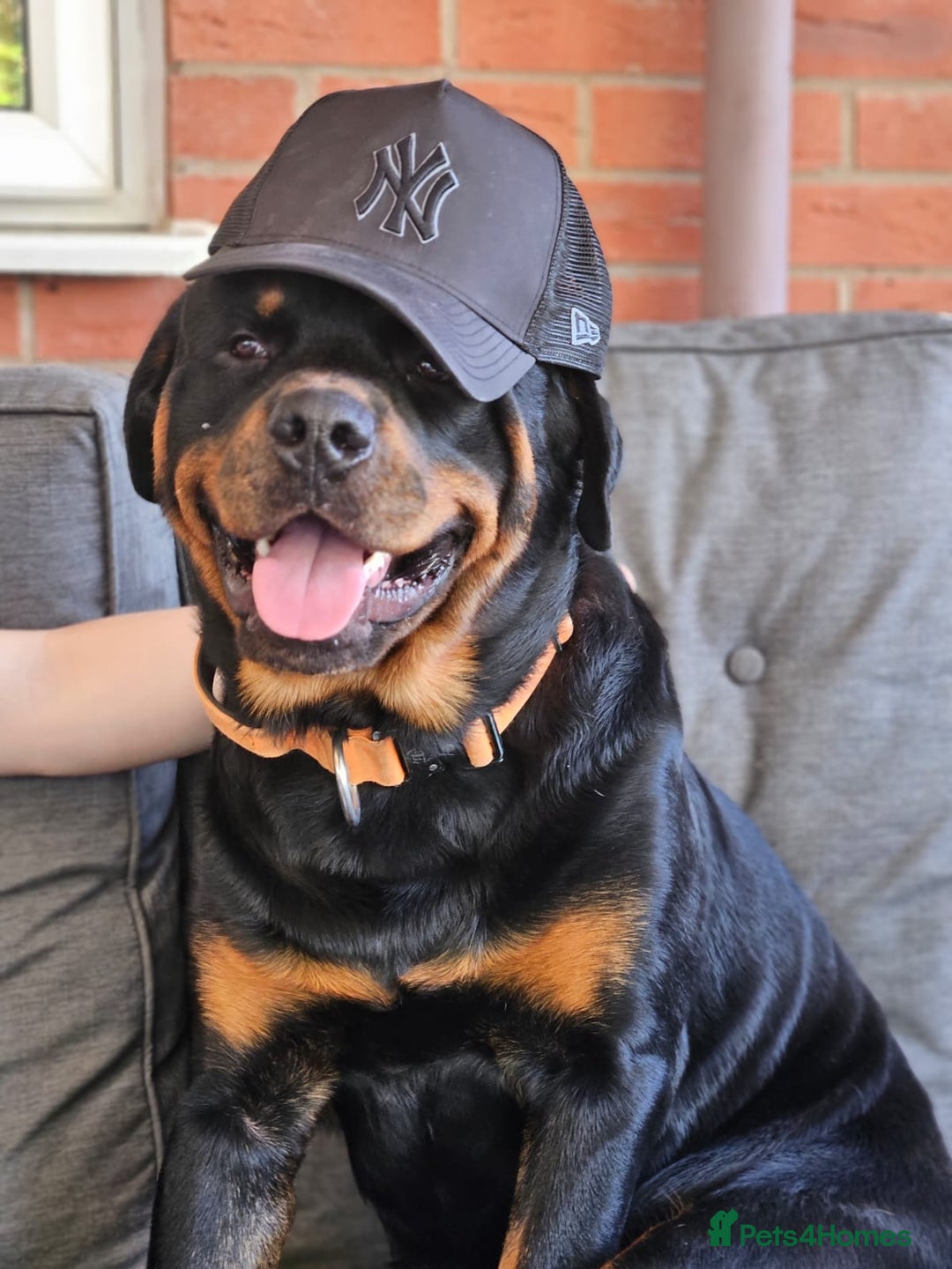 Rottweiler dogs for stud: Rottweiler Stud KC REGISTERED  in Buckingham - Image 3
