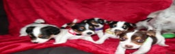Jack Russell dogs for sale: Five beautiful Jack Russell's - Advert 9