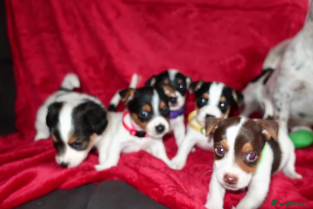 Jack Russell dogs for sale: Five beautiful Jack Russell's - Advert 9