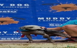 Bedlington Terrier dogs for sale: Bedlington Terrier x Italian Greyhound Puppies - Image 16