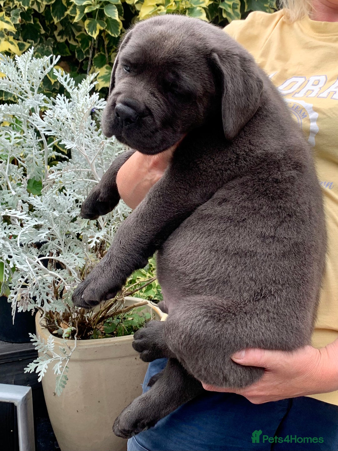 Cane Corso dogs for sale: Champion Lines Cane Corso puppies for sale - Image 9