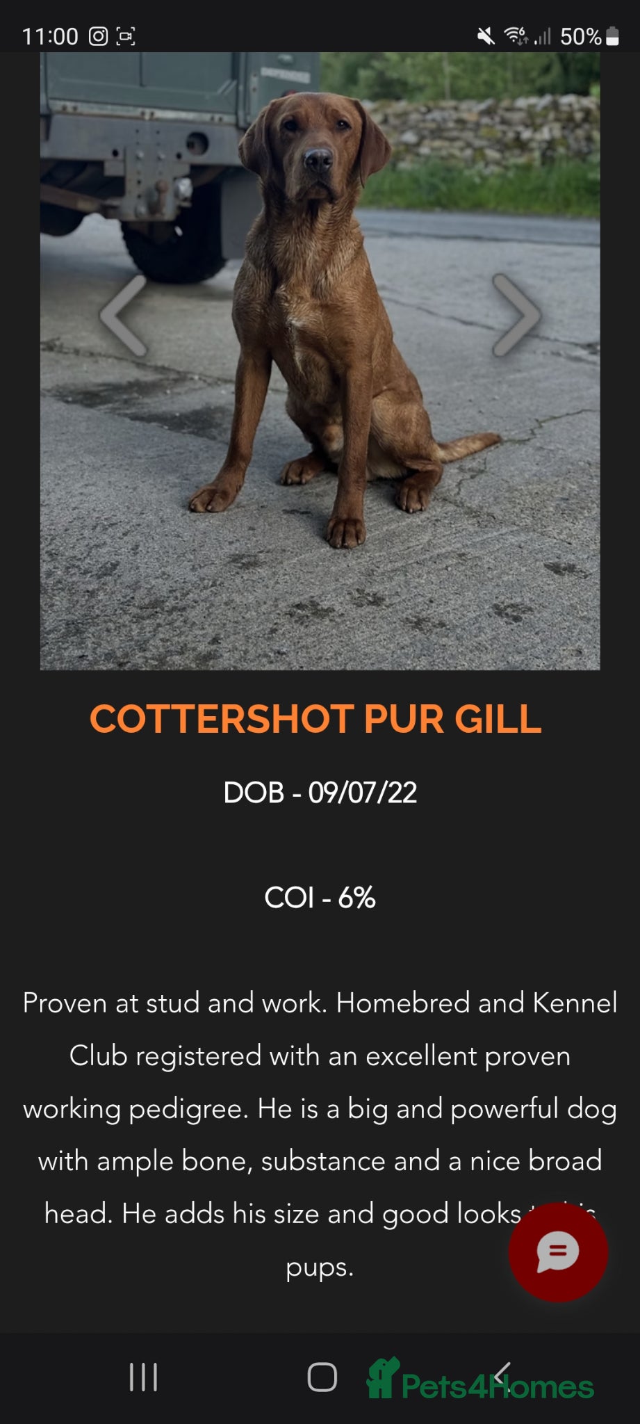 Mixed Breed dogs Labrador x whippet.  - Advert 2