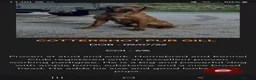Mixed Breed dogs for sale: Labrador x whippet.  - Advert 2
