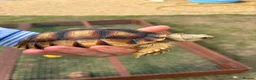 Tortoise reptiles for sale: 2 Sulcata Tortoises for sale  - Advert 7