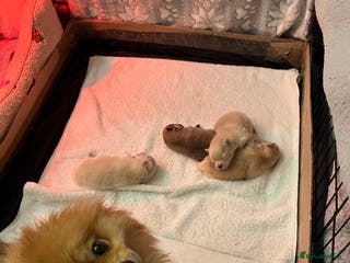Pomeranian dogs Pomeranian puppies to die for - Advert 11