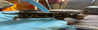 Bengal blue collar
