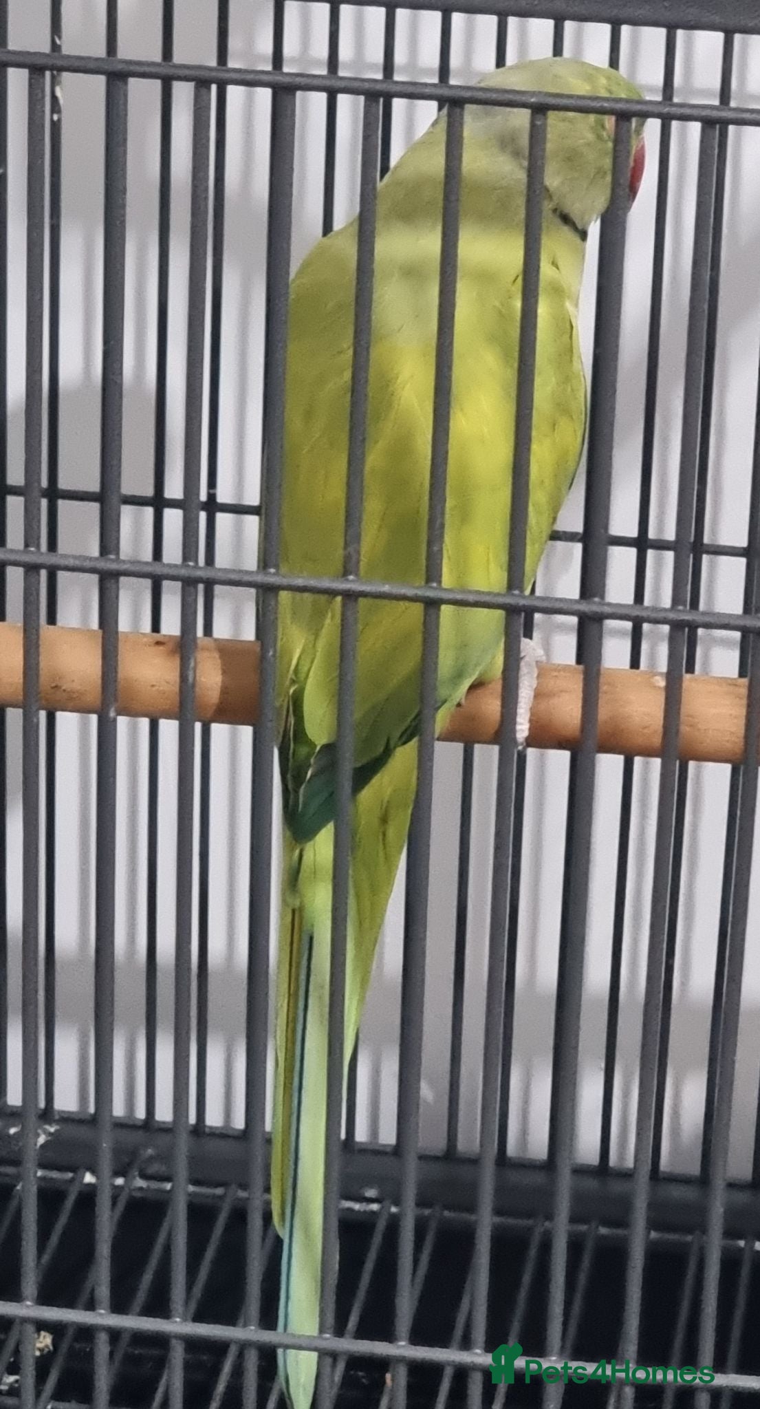 Parrots birds Beautiful male rare ringneck talking parrot  - Advert 8