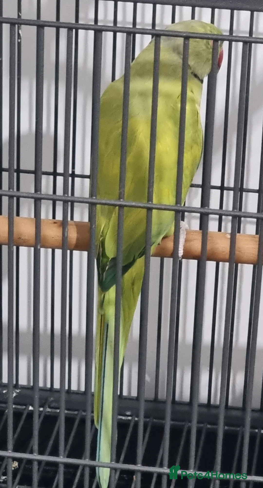 Parrots birds for sale: Beautiful male rare ringneck talking parrot  - Advert 1