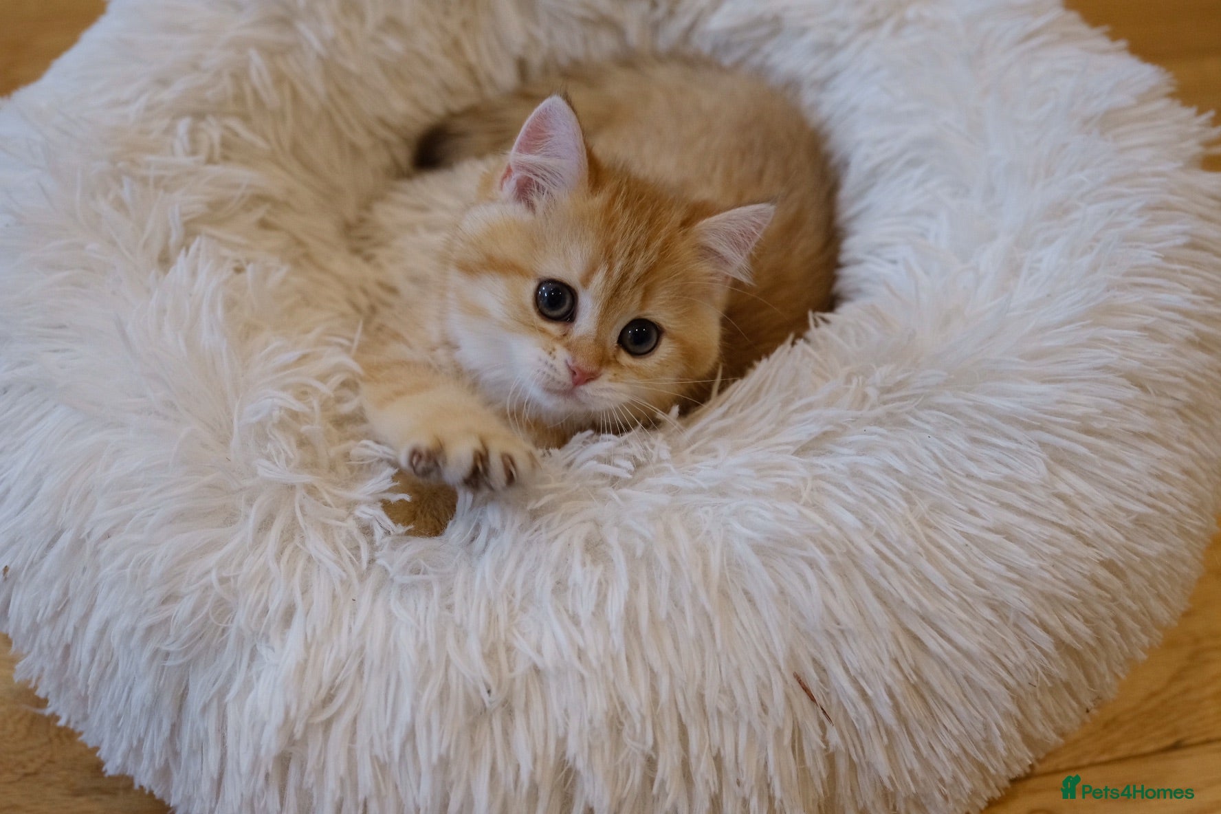 British Shorthair cats Gorgeous BSH GOLDEN BOYS TICA reg - Advert 2