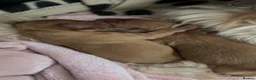 Cockapoo dogs for sale: Apricot cockapoo puppies - Advert 2