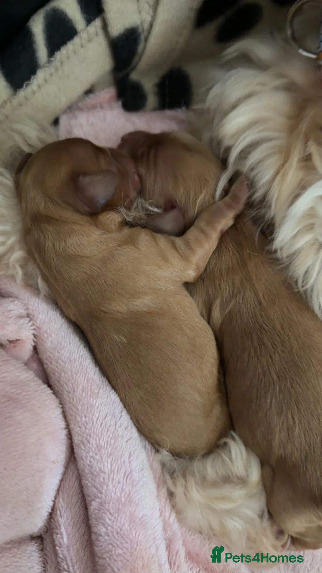 Cockapoo dogs for sale: Apricot cockapoo puppies - Advert 2