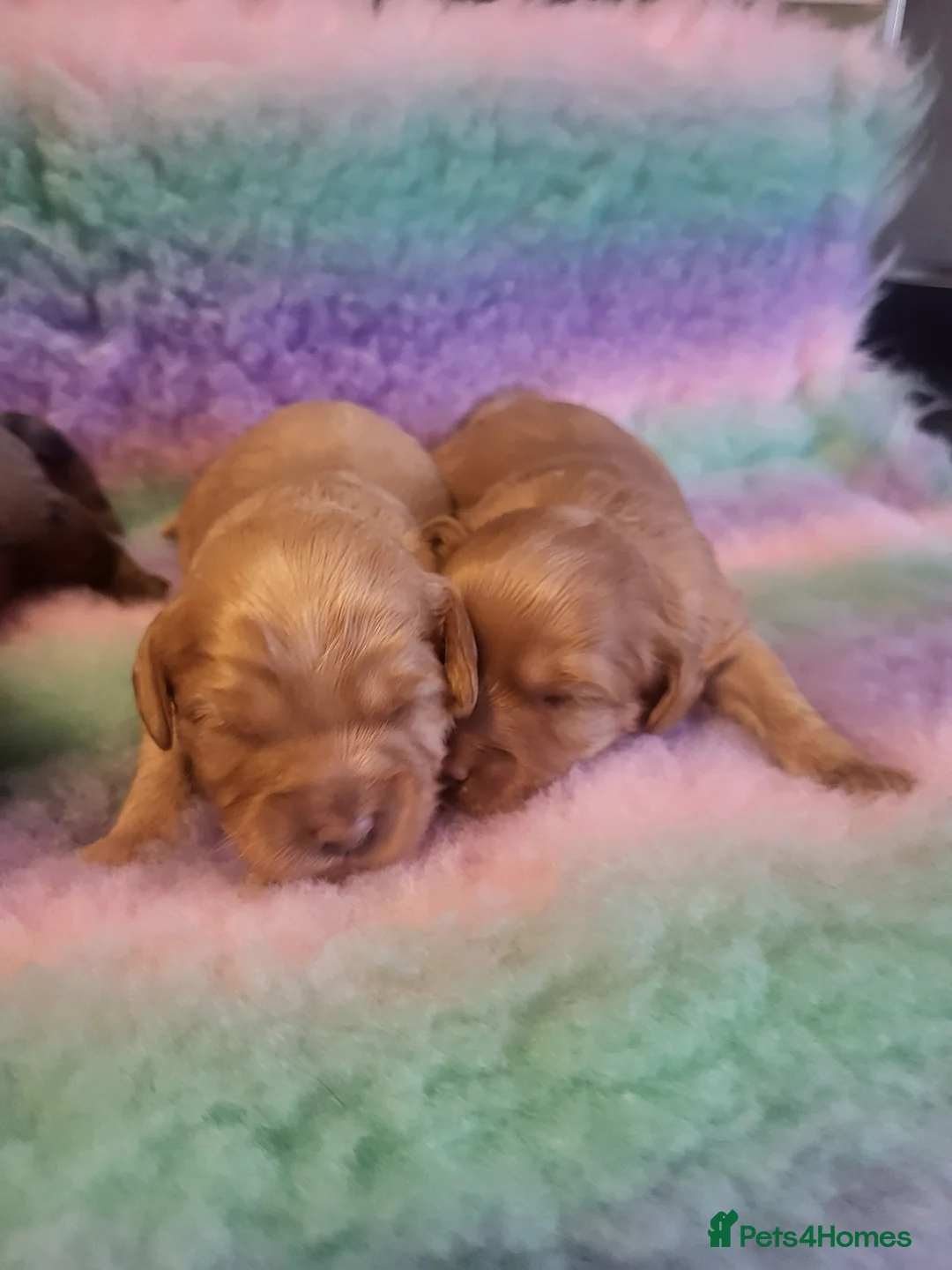 Cavapoo dogs for stud: Extensively DNA tested CAVAPOO Stud  - Advert 11