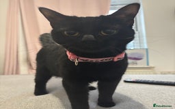 Bombay cats for sale: Lulu  - Image 4