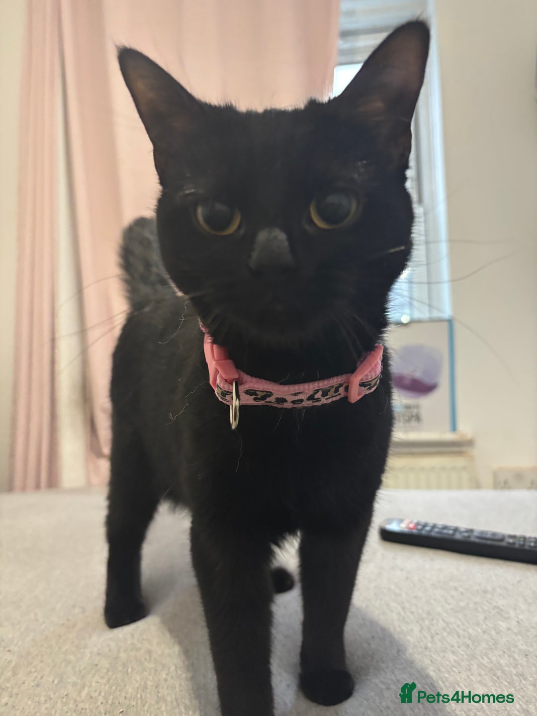 Bombay cats for sale: Lulu  - Image 4