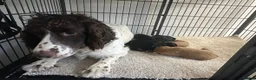 Cockapoo dogs for sale: Stunning cockapoos looking for forever homes - Advert 4