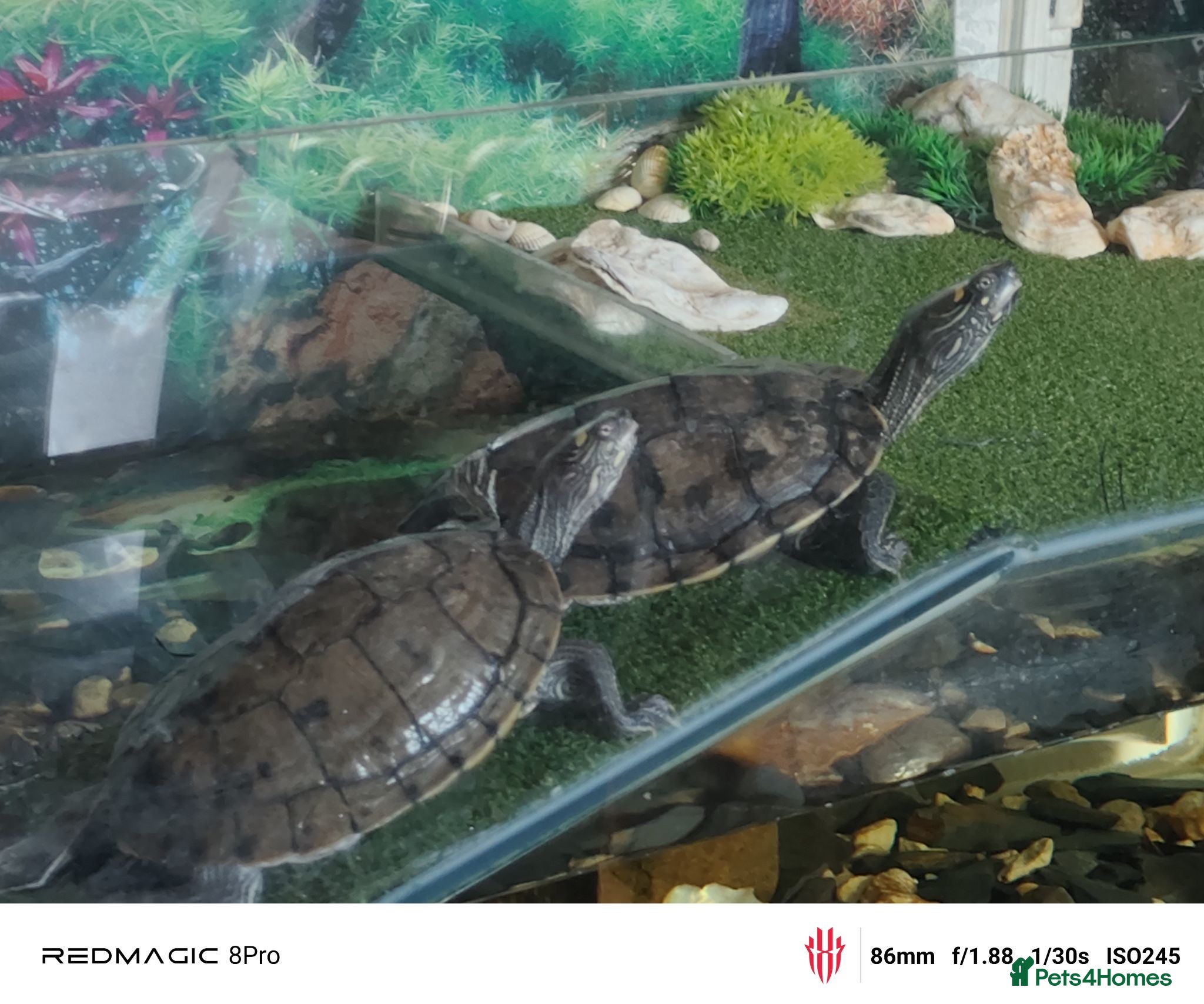 Turtle reptiles 4 Turtles and large aquarium  - Advert 1